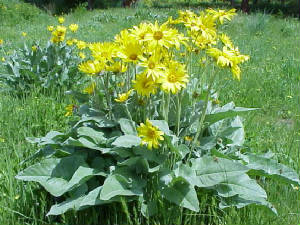 arrowleavedbalsamroot.jpg