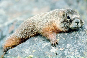 marmot2.jpg
