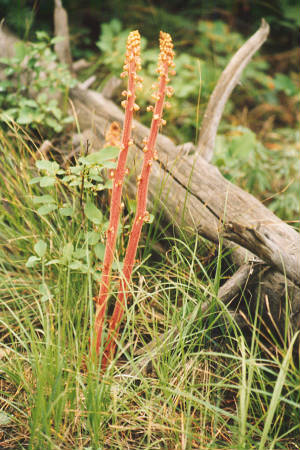 pinedrops.jpg