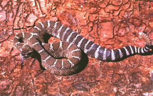 rattler.jpg
