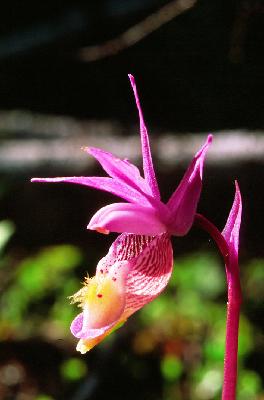 fairyslipper.jpg
